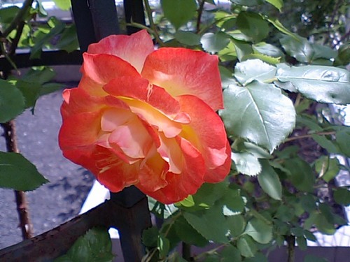 オレンジ色のバラ.JPG