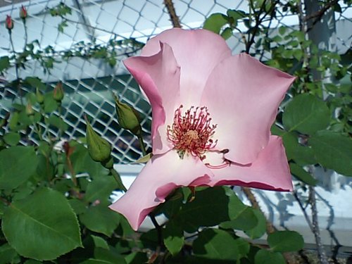 ピンクの一重のバラ.JPG