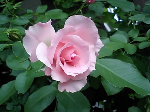 ピンク色のバラ.JPG