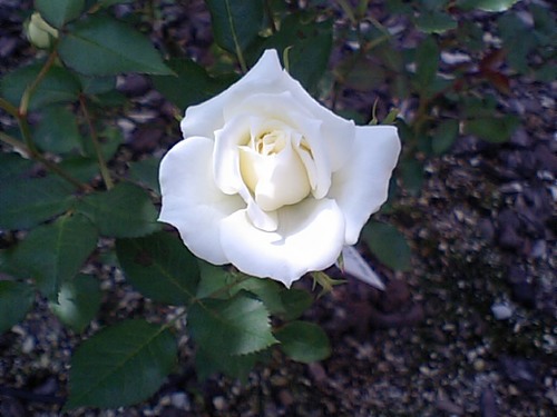 白いバラ051610.JPG