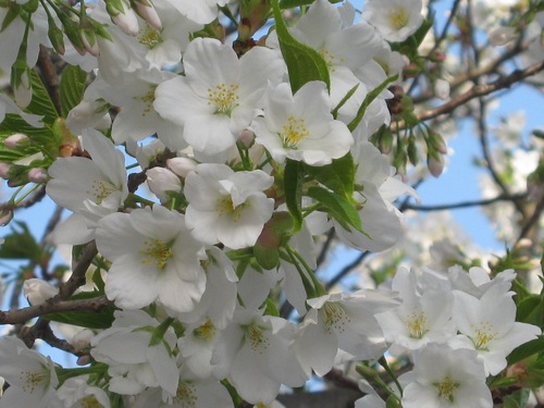白い桜の花041010.JPG