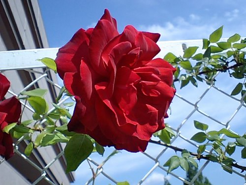 赤いバラ.JPG
