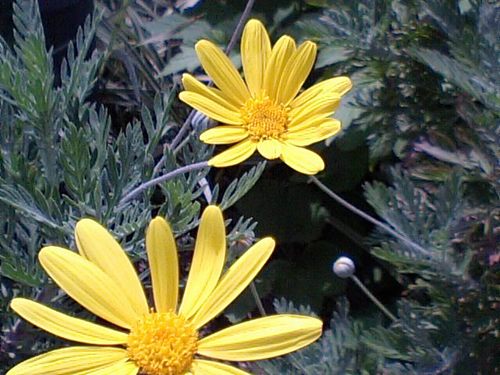 黄色い花051610.JPG