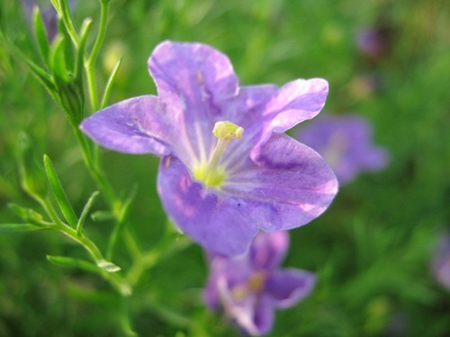 IMG_6502紫の花081211.jpg